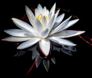 Forked Lake Lily